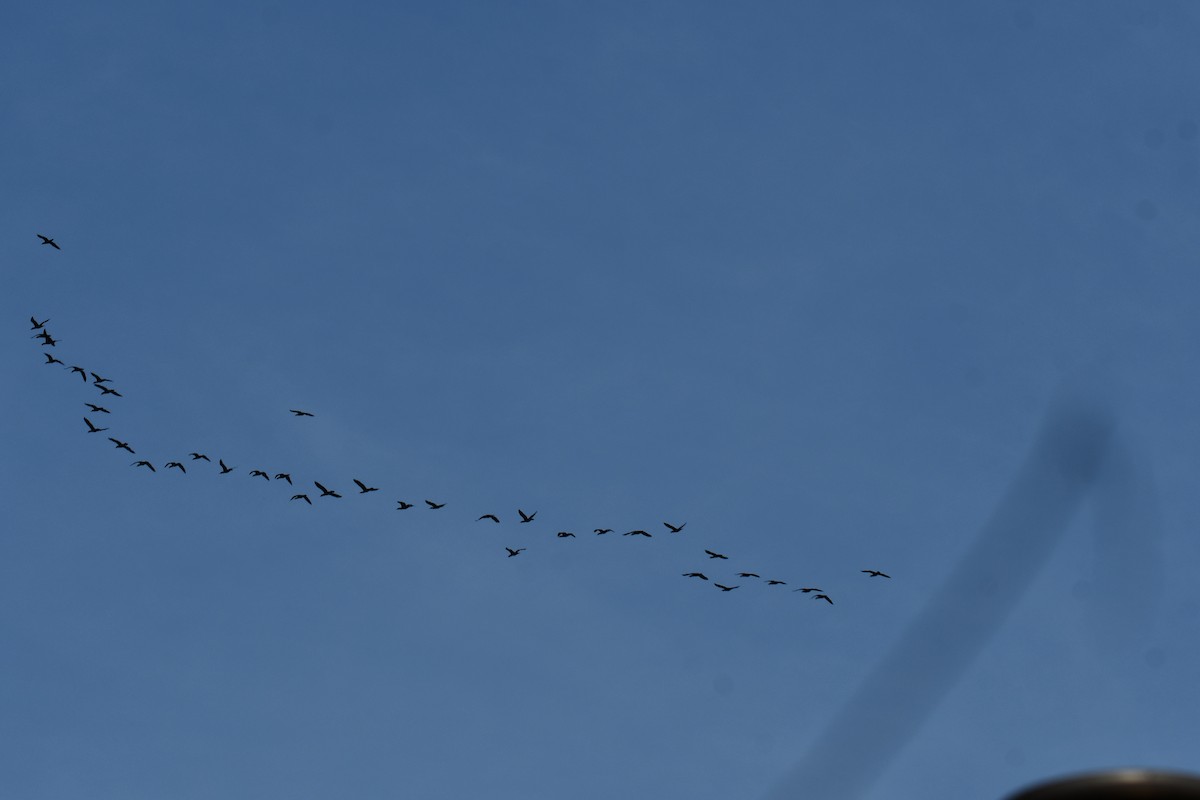 Ушастый баклан - ML647355716