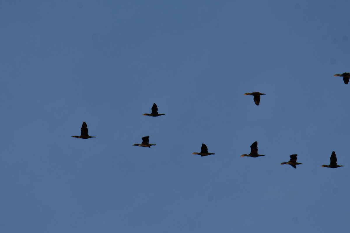 Ушастый баклан - ML647355717