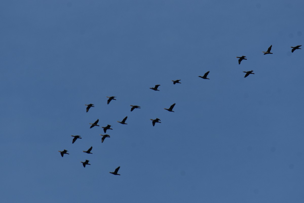 Ушастый баклан - ML647355718