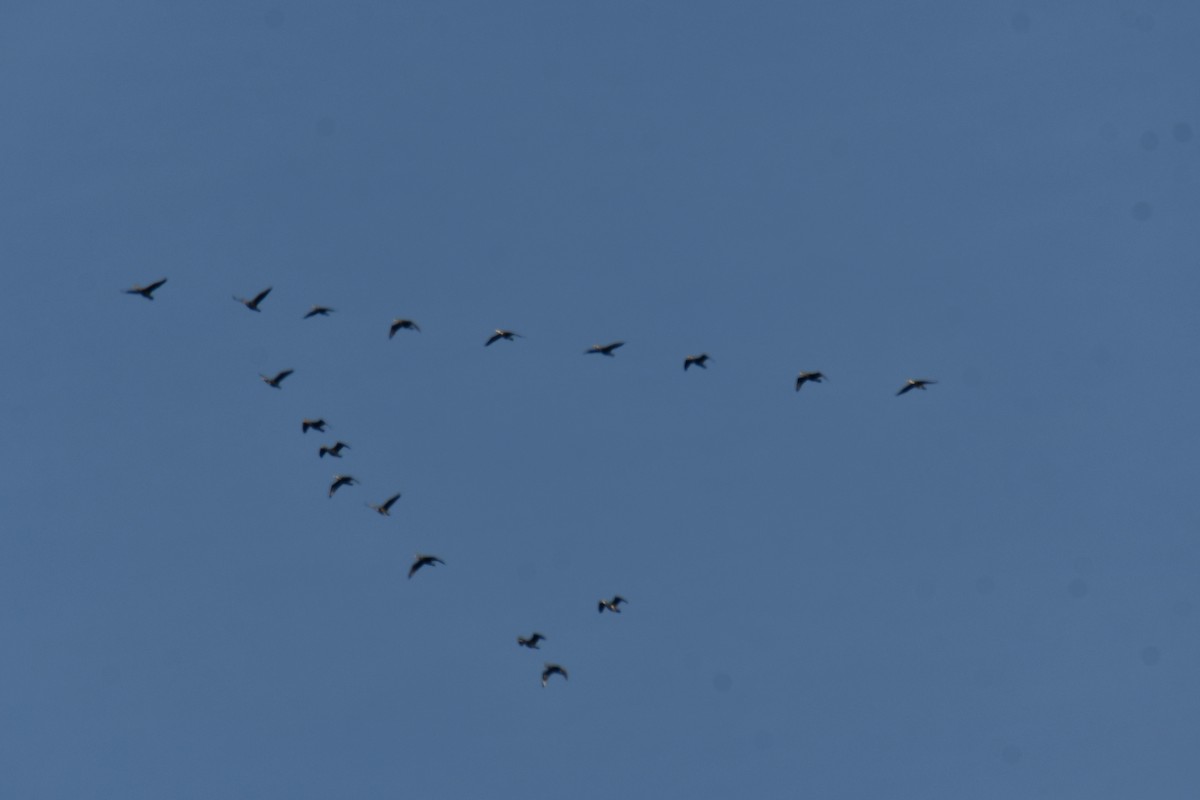 Ушастый баклан - ML647355719