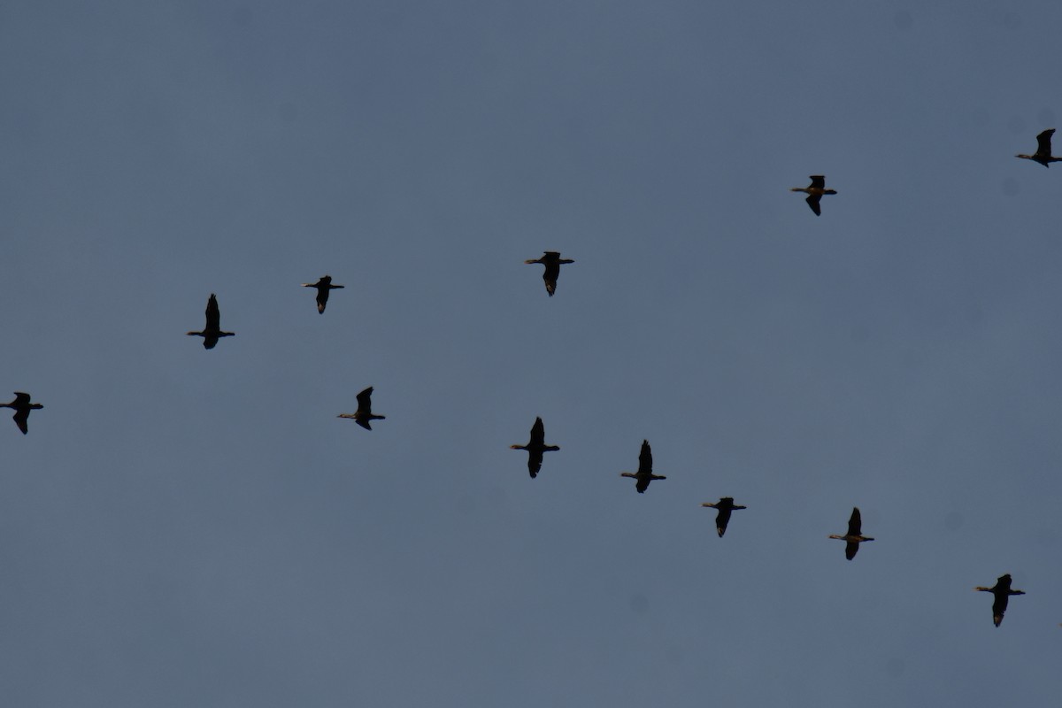 Ушастый баклан - ML647355720