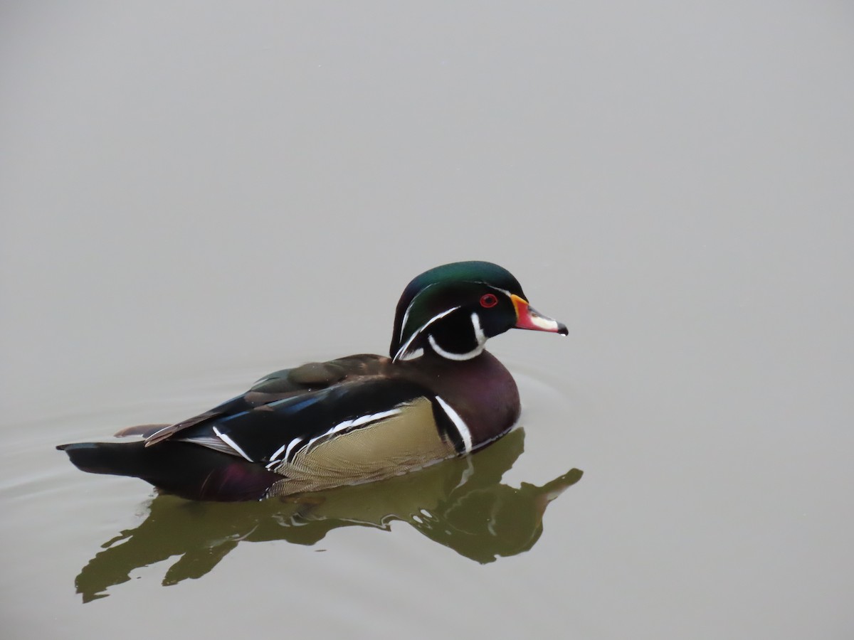 Canard branchu - ML647355722