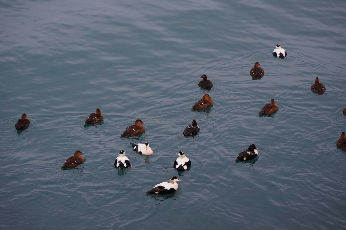 אדרית שחורת-כיפה - ML647355733