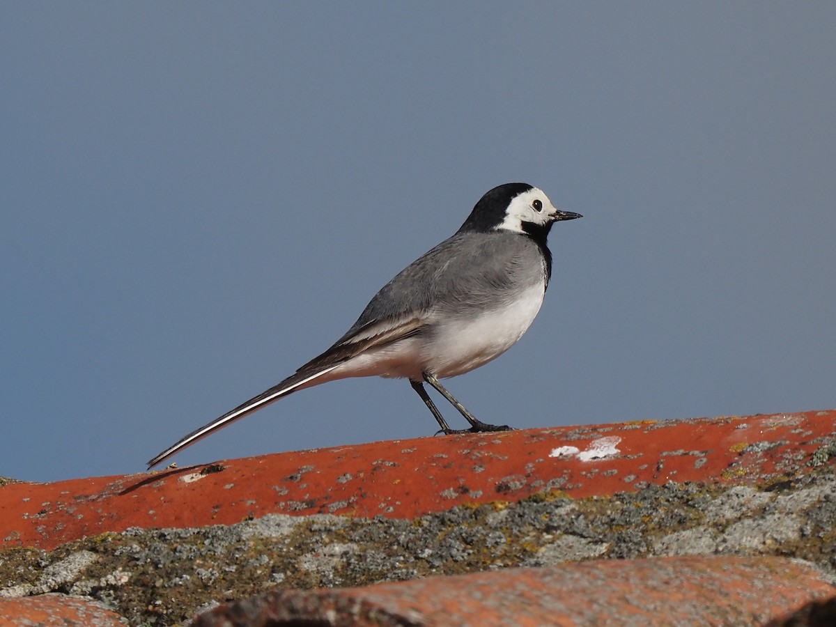 linerle - ML647355746