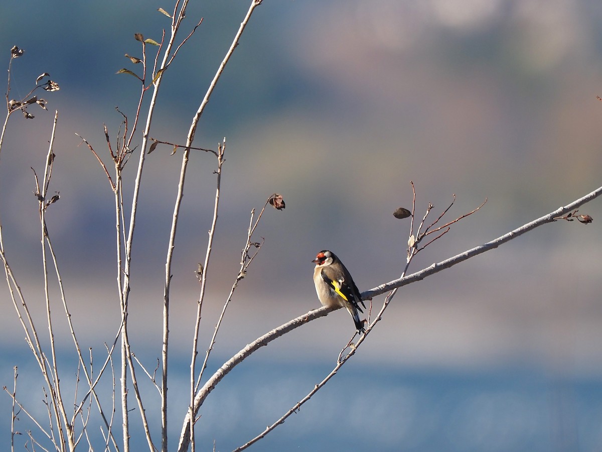 חוחית - ML647355770