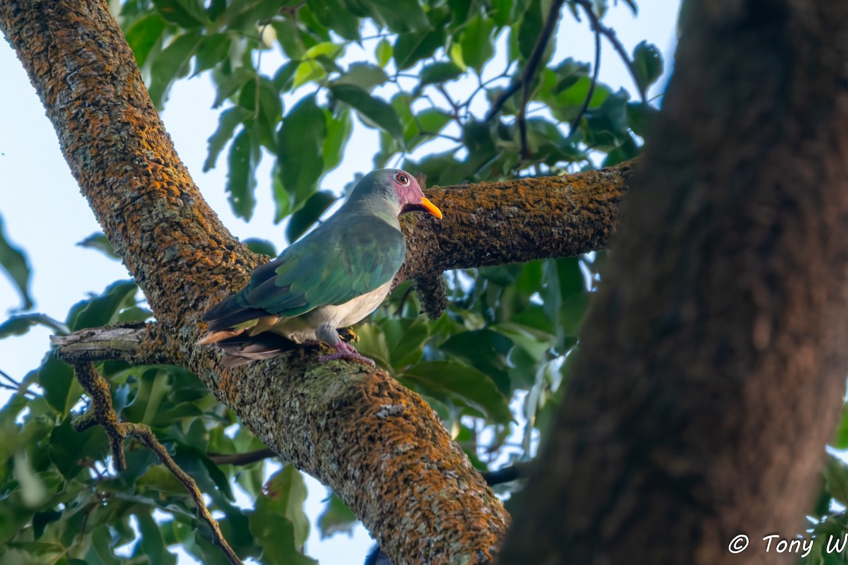 Jambu Fruit-Dove - ML647355772