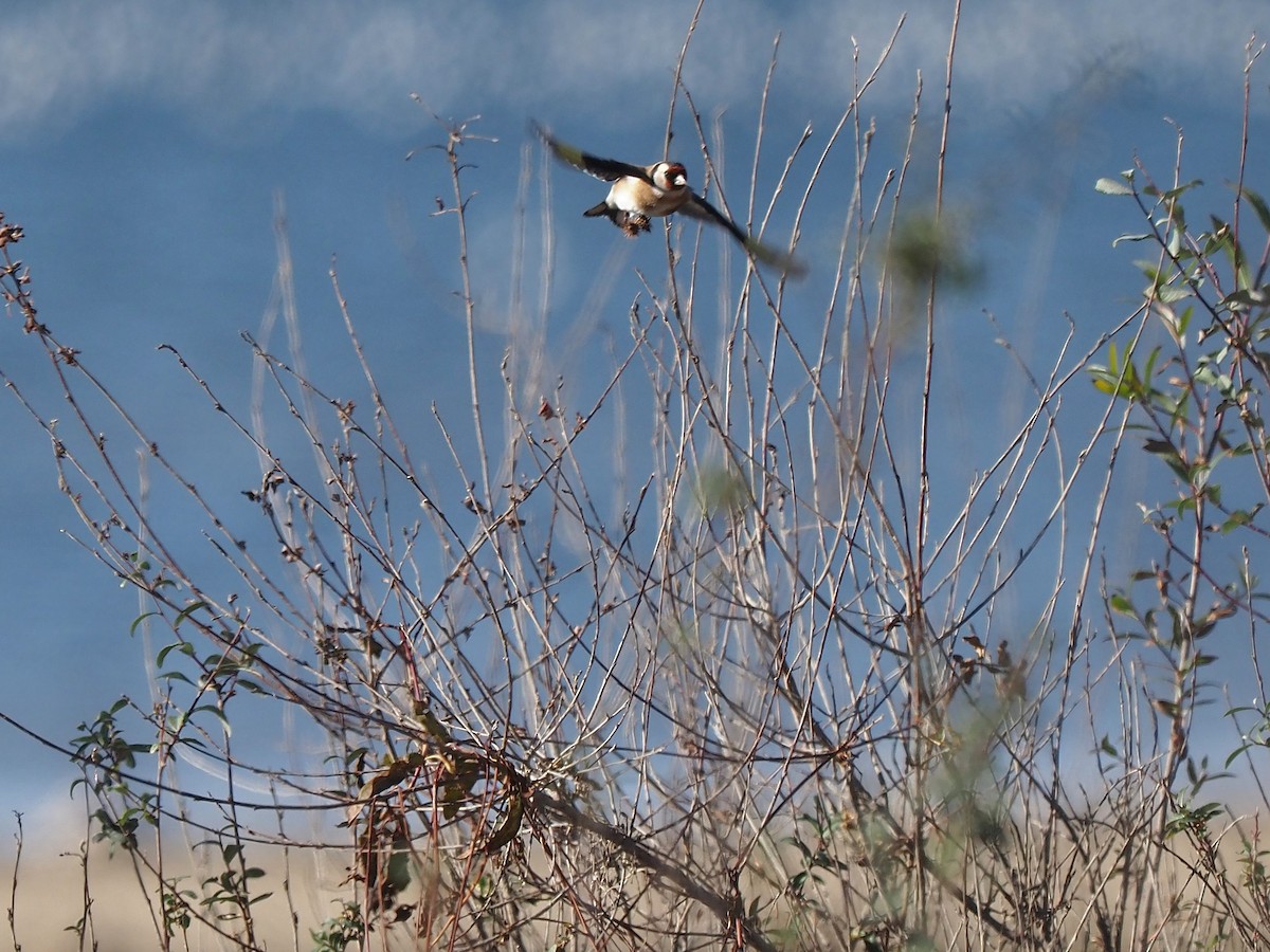 חוחית - ML647355775