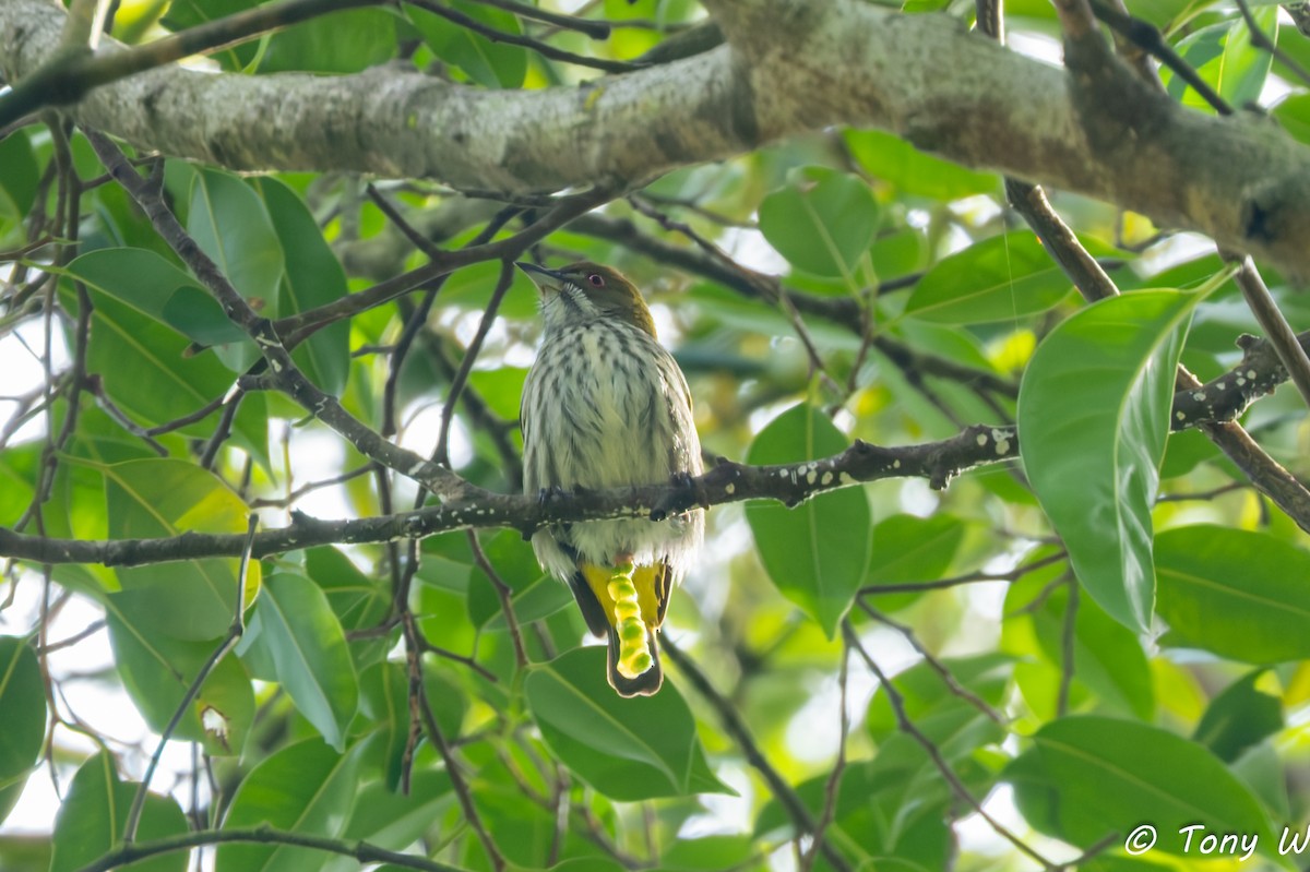 Yellow-vented Flowerpecker - ML647355776