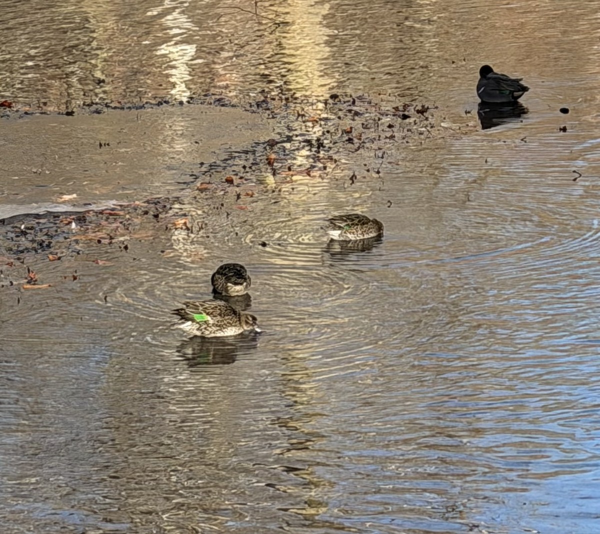 Sarcelle d'hiver - ML647355780