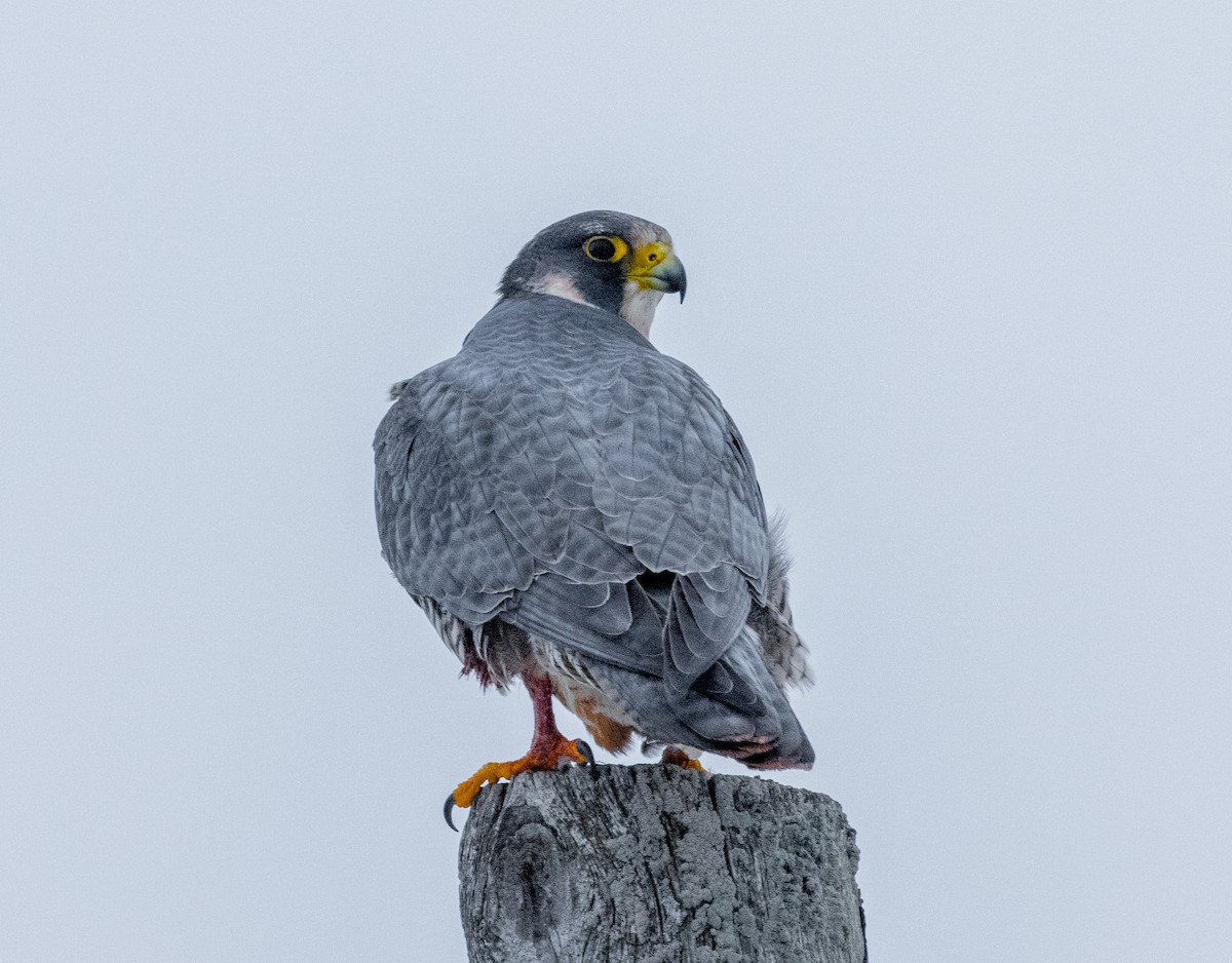 Faucon pèlerin - ML647355795