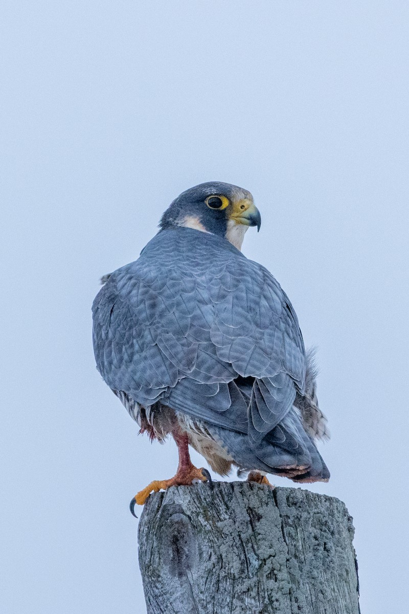 Faucon pèlerin - ML647355796