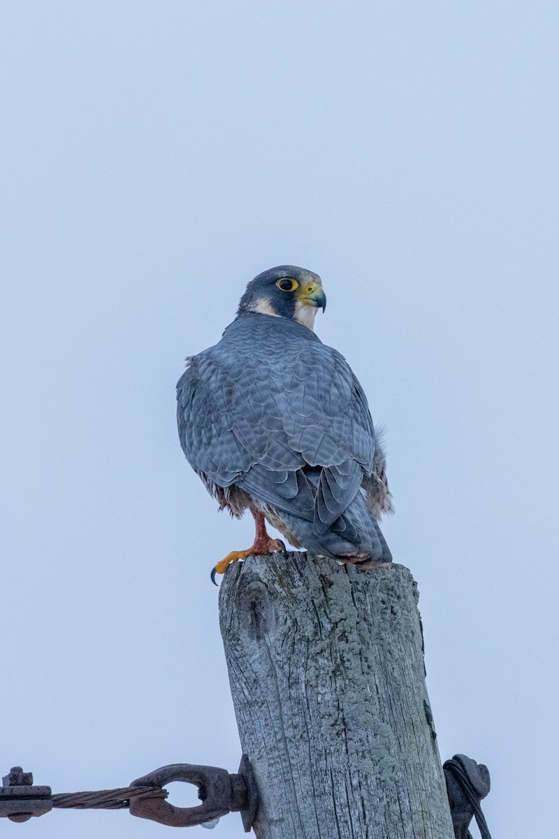 Faucon pèlerin - ML647355797