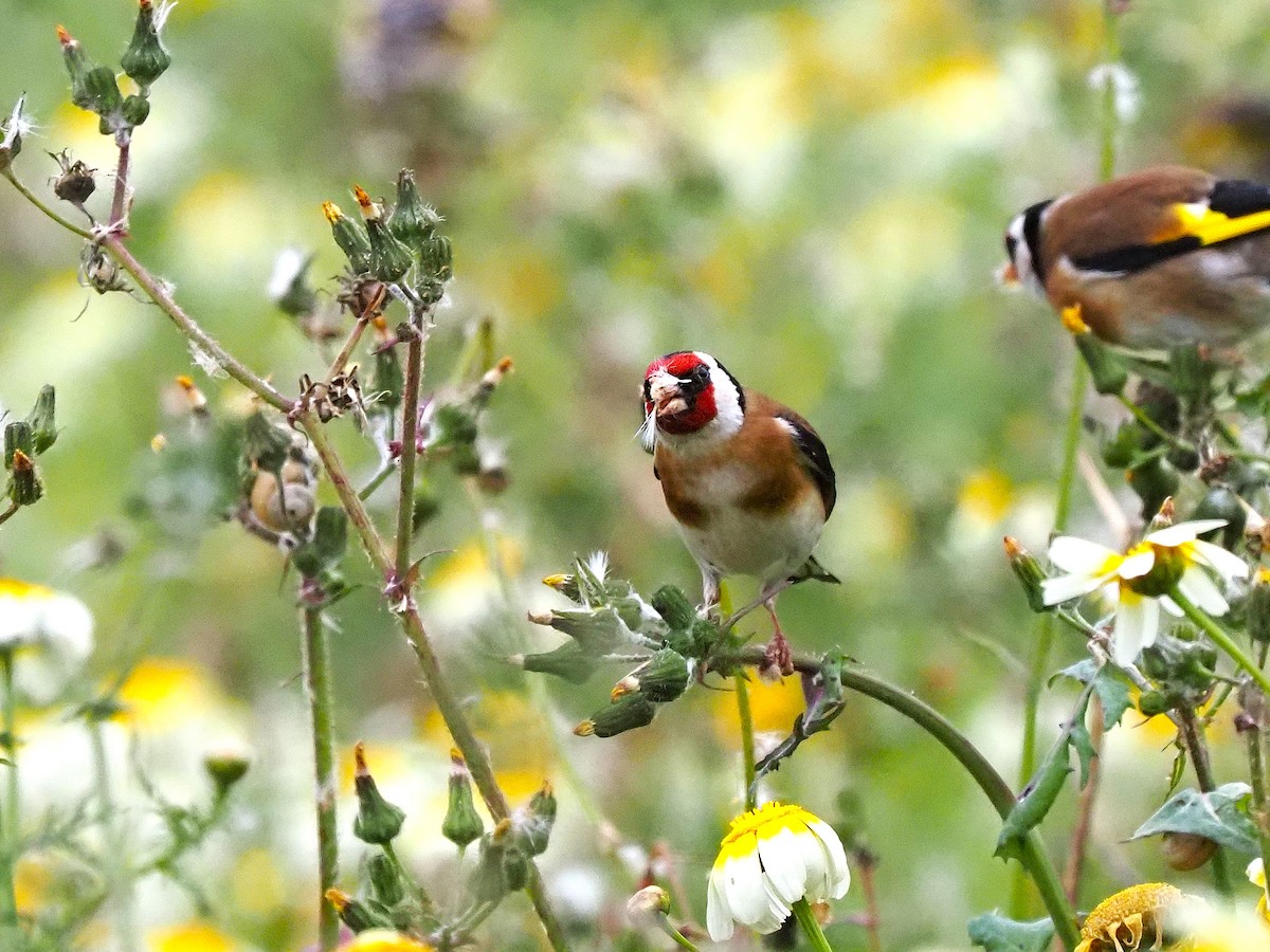 חוחית - ML647355799