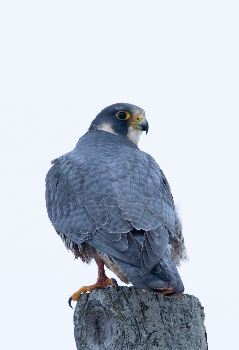 Faucon pèlerin - ML647355813