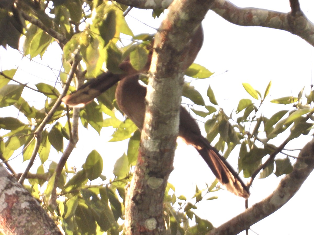 Gray-headed Chachalaca - ML647355824