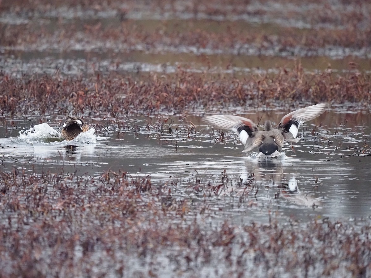 ברווז אפור - ML647355832