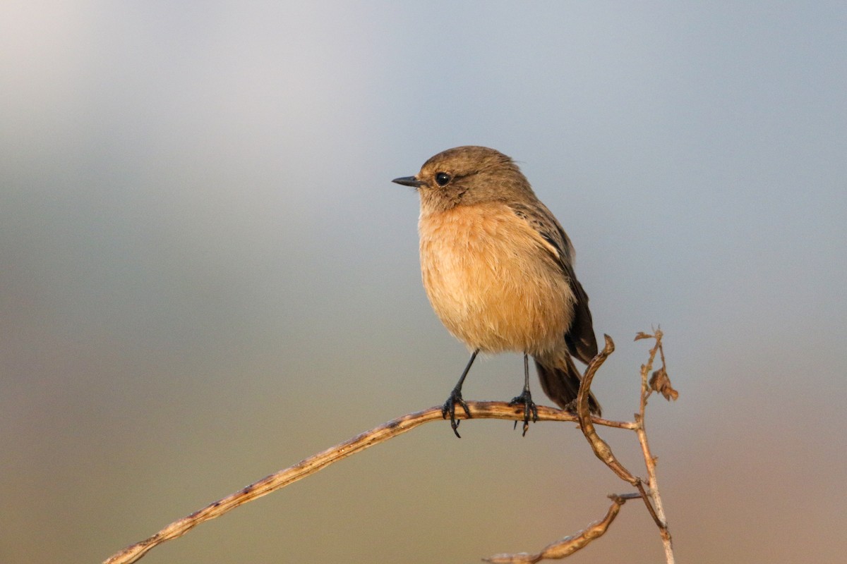 Pallasschwarzkehlchen - ML647355846