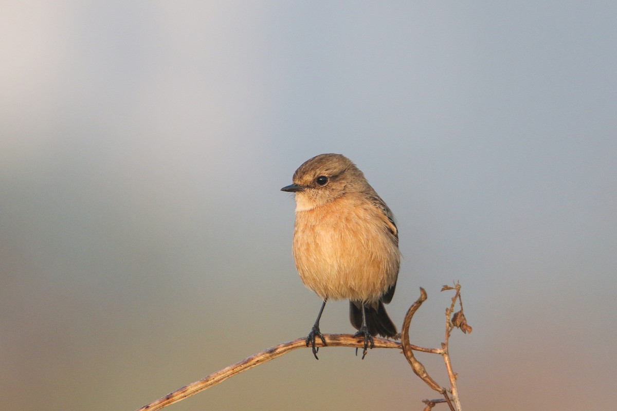 Pallasschwarzkehlchen - ML647355847