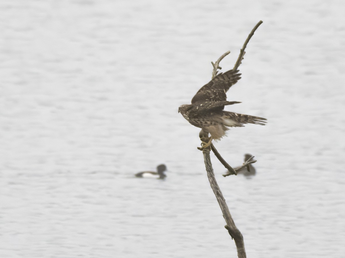 Яструб великий - ML647355849