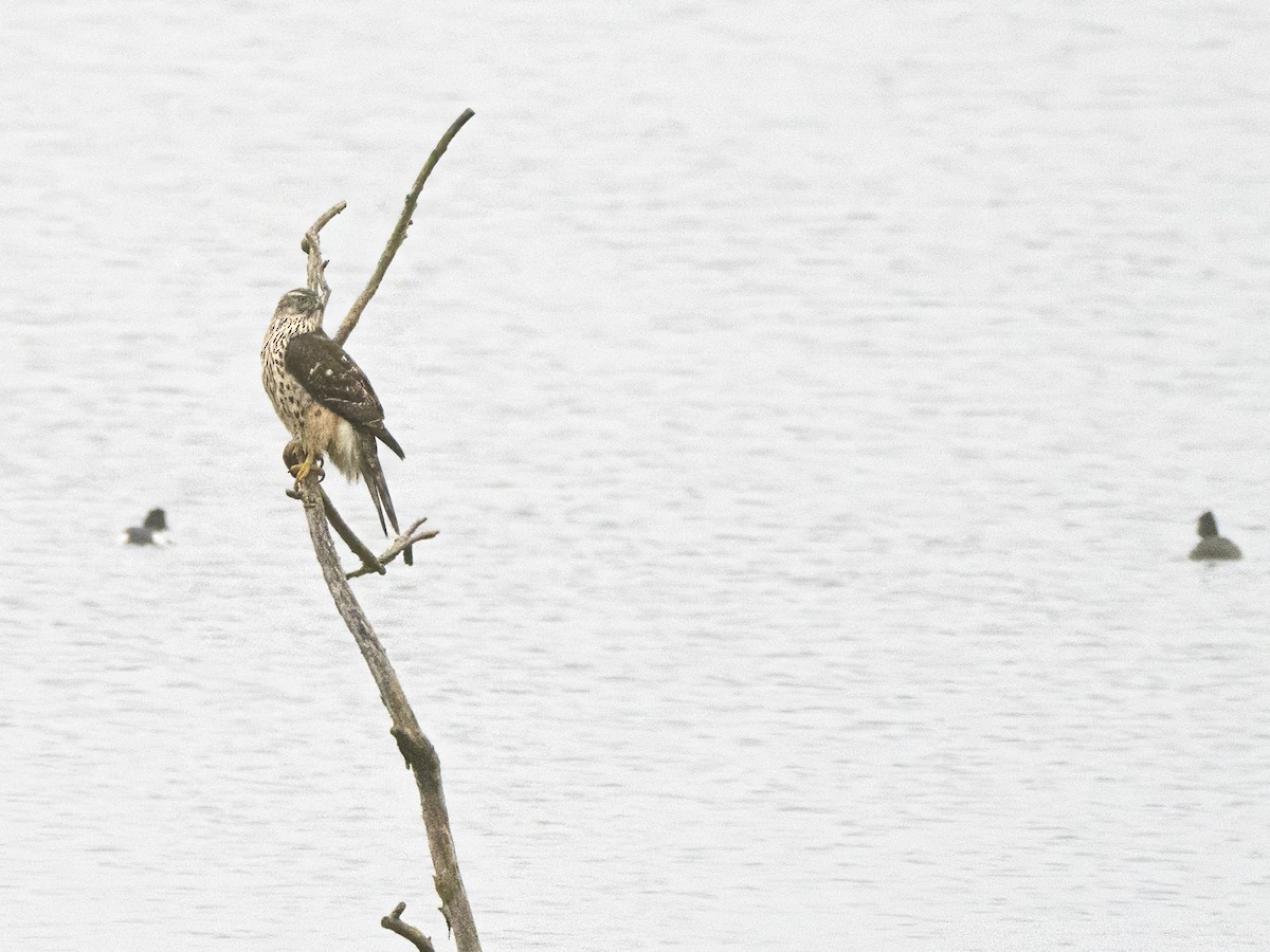 Яструб великий - ML647355850