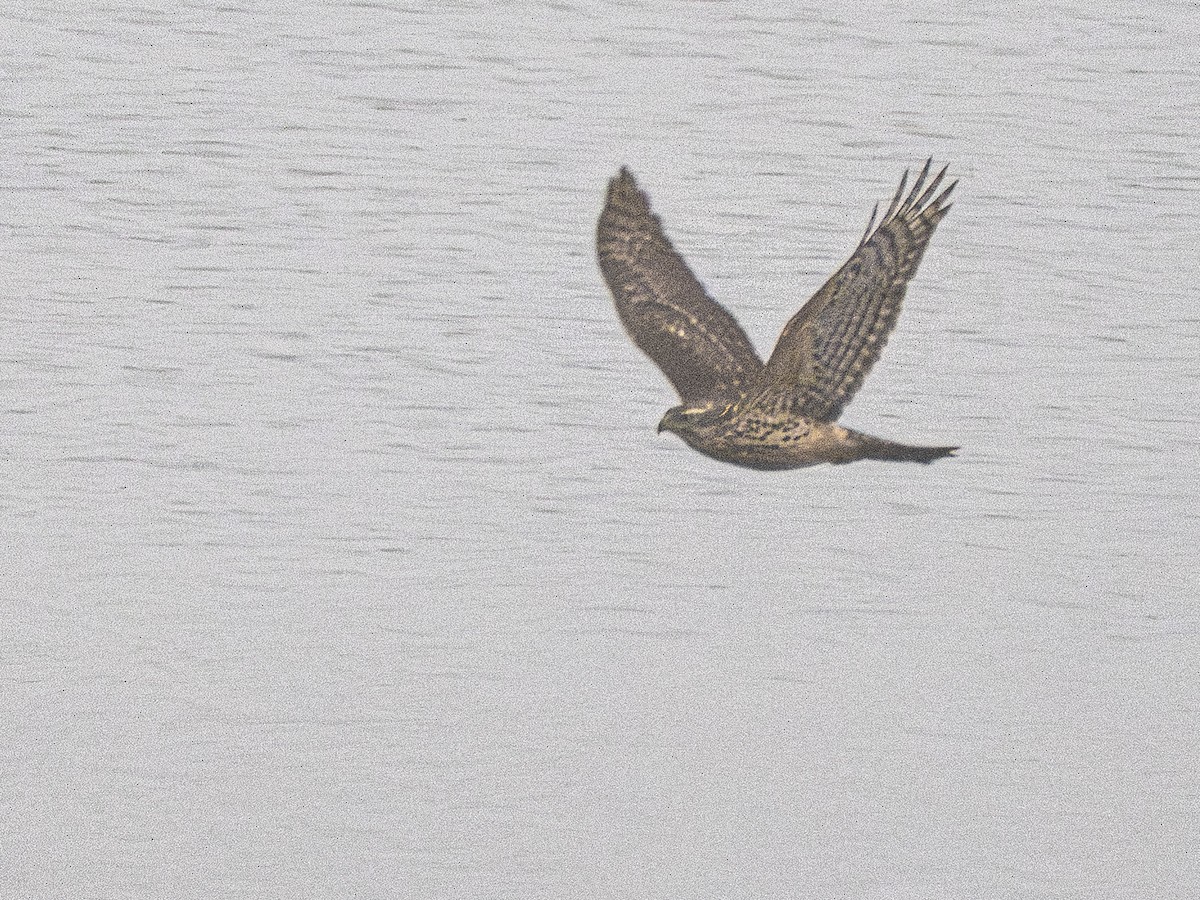 Яструб великий - ML647355851