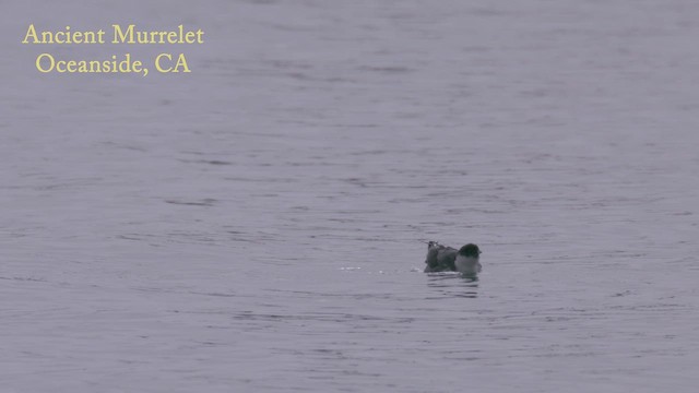 Mérgulo Antiguo - ML647355854