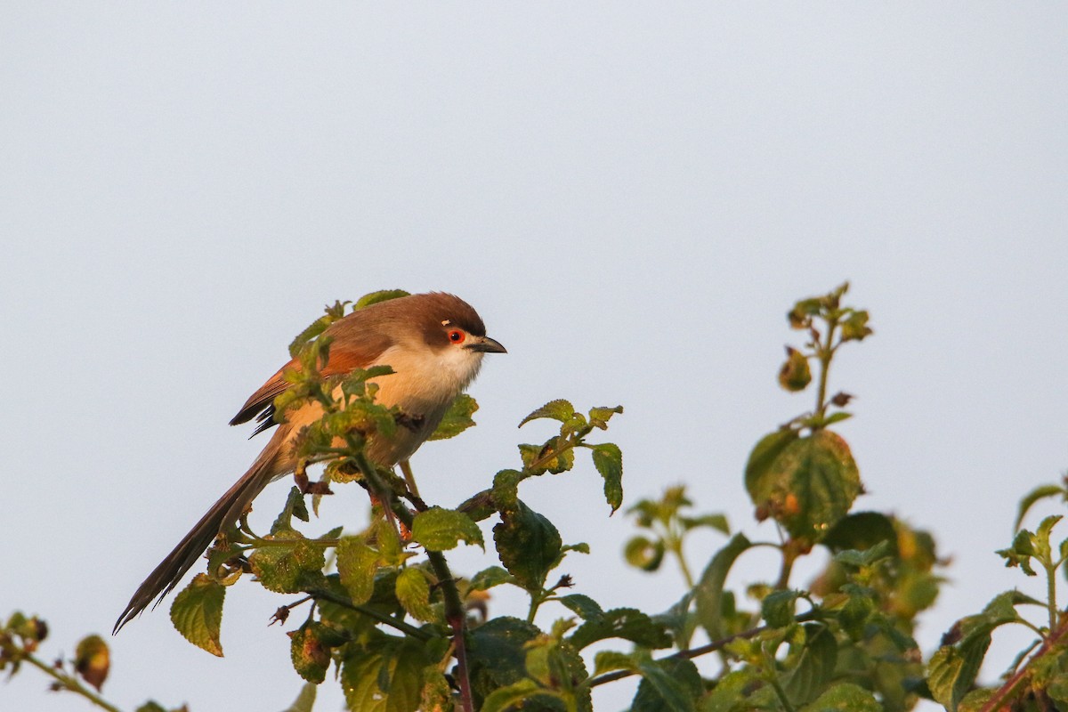 Yellow-eyed Babbler - ML647355864