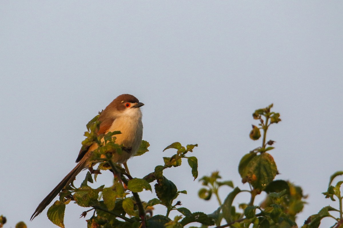 Yellow-eyed Babbler - ML647355865