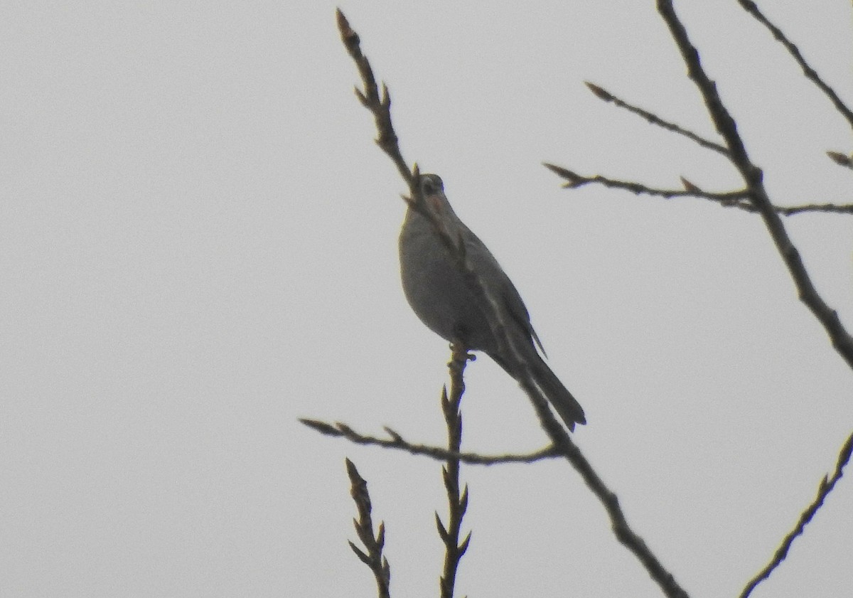 Смеречник тайговий - ML647355959