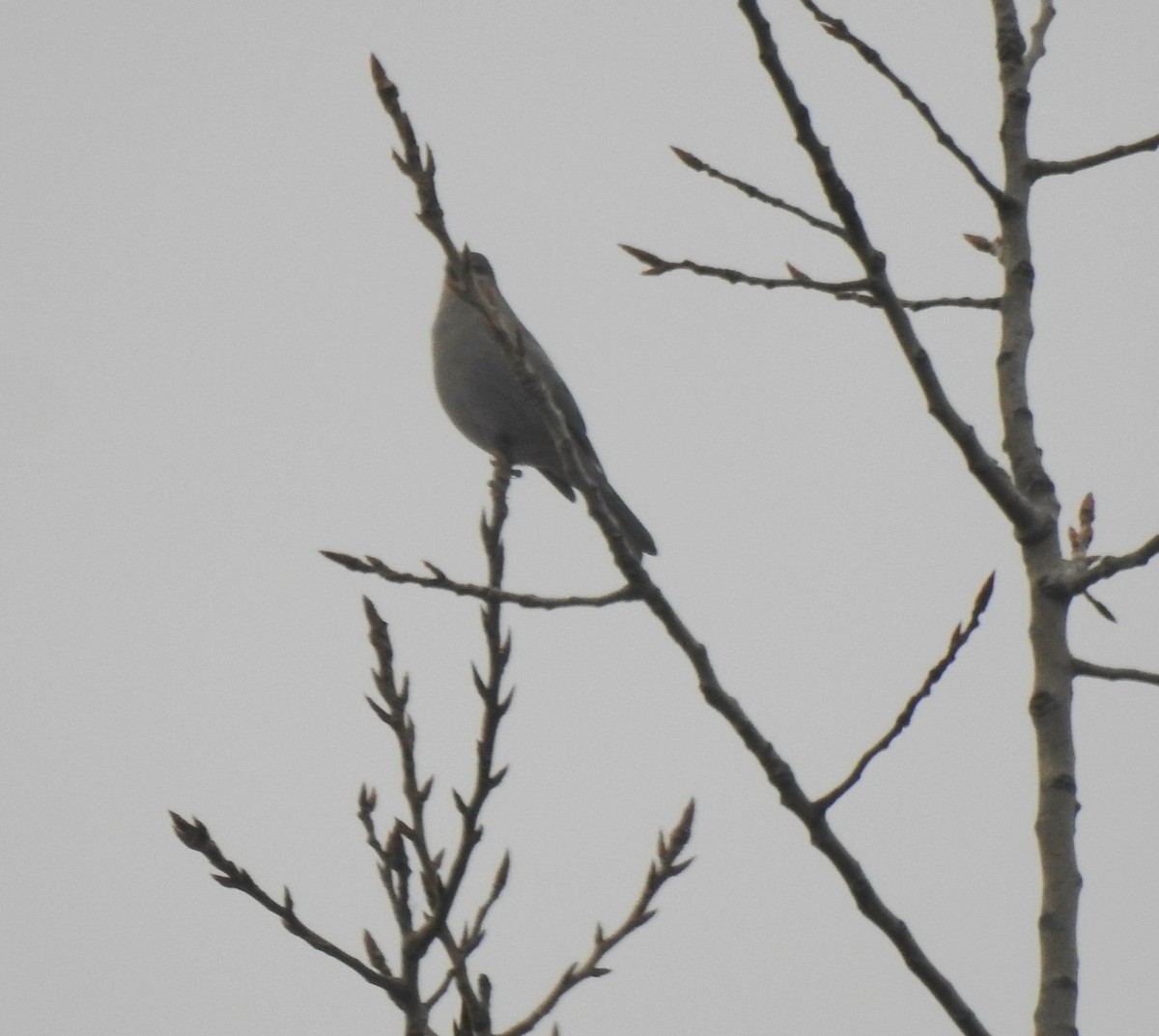 Смеречник тайговий - ML647355962