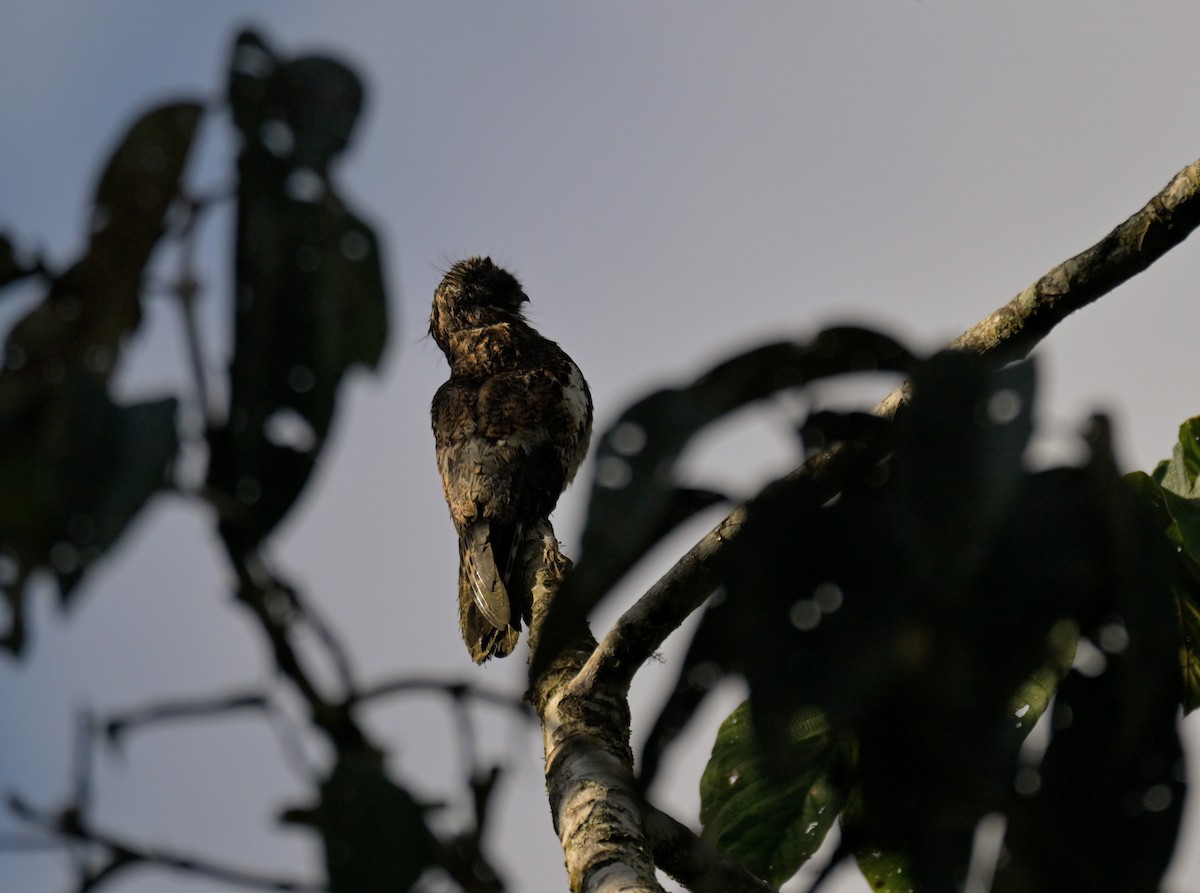 Andentagschläfer - ML647355976