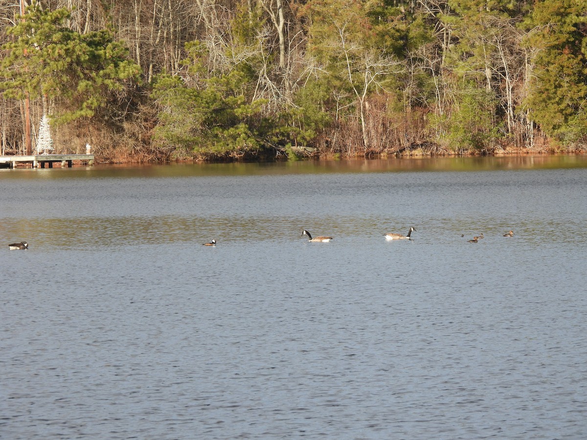 Hooded Merganser - ML647355978