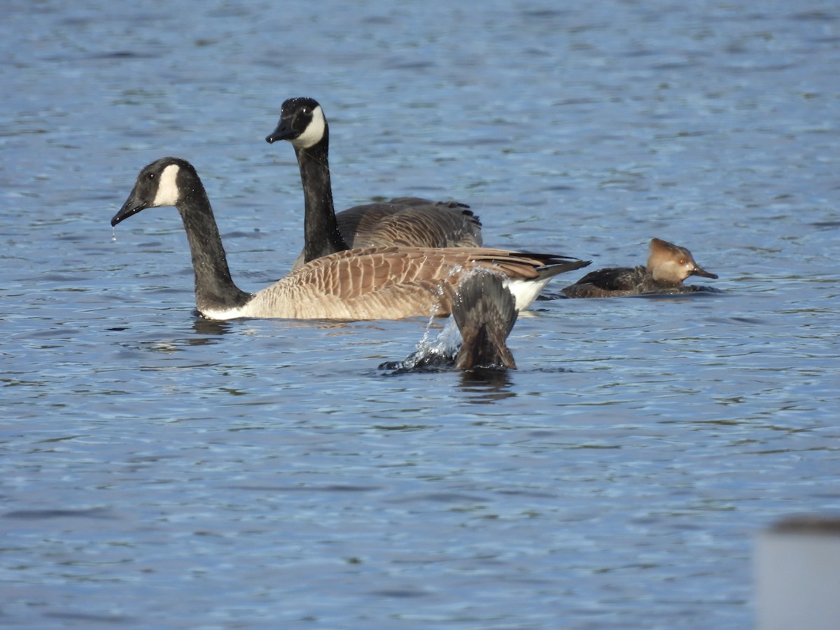Canada Goose - ML647355982