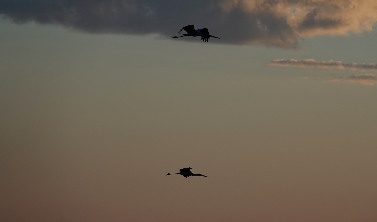 Yellow-billed Stork - ML647355986