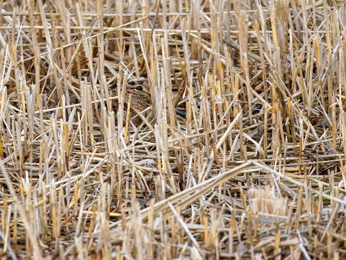 Chocha Perdiz - ML647355988