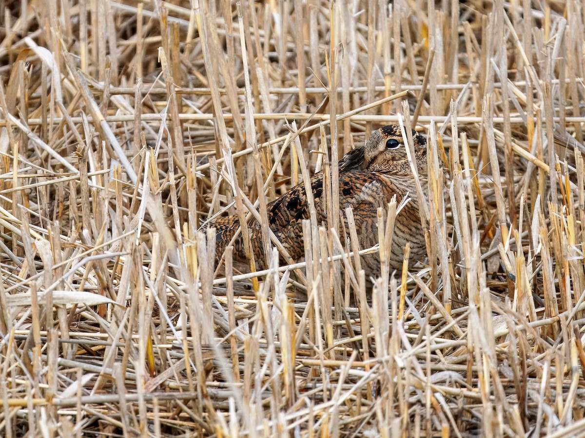 Chocha Perdiz - ML647355989