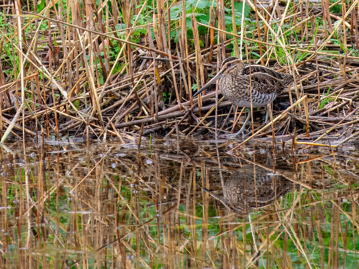 חרטומית ביצות - ML647355992