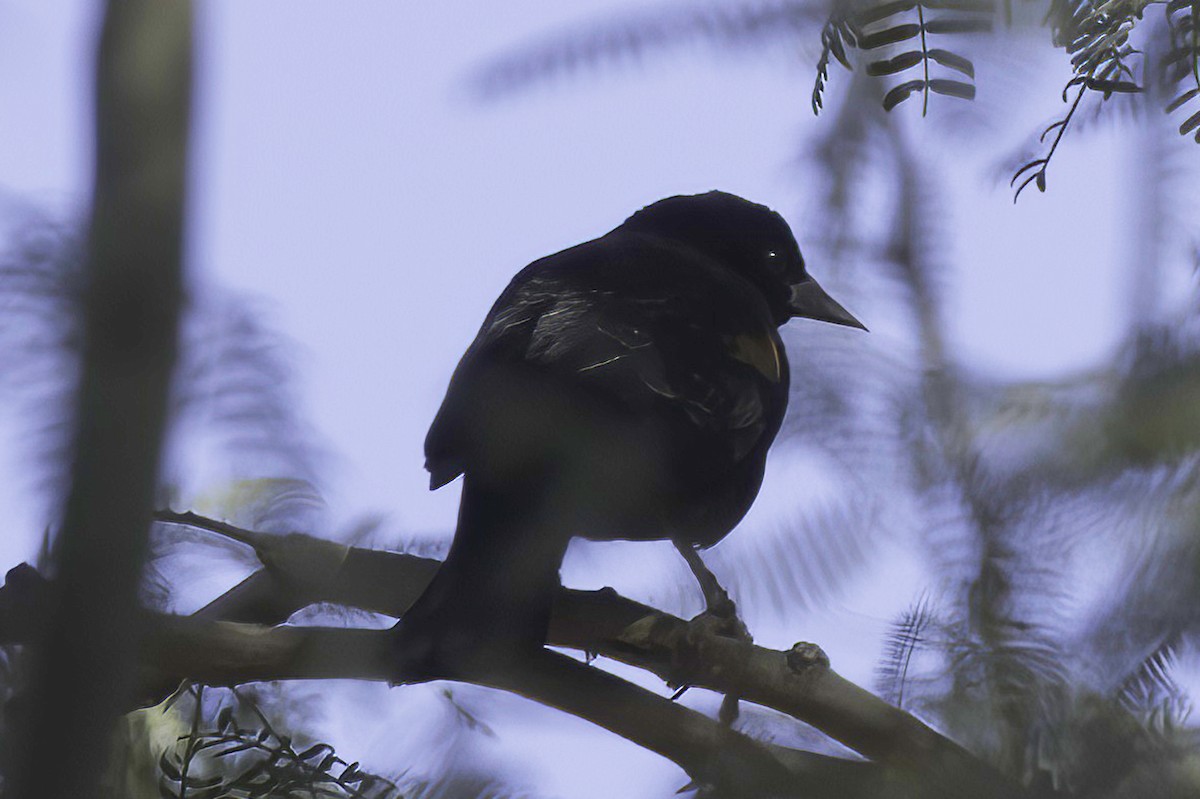 vlhovec červenokřídlý - ML647355994