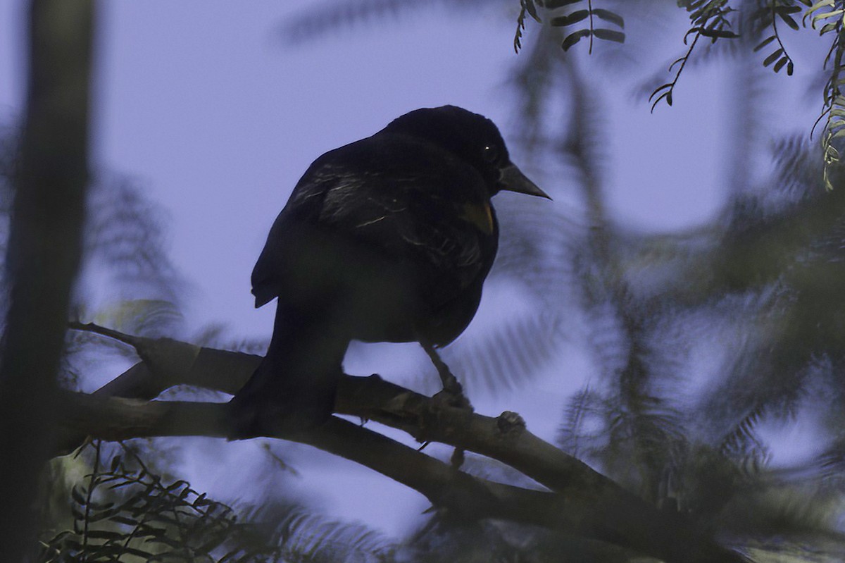 vlhovec červenokřídlý - ML647355995