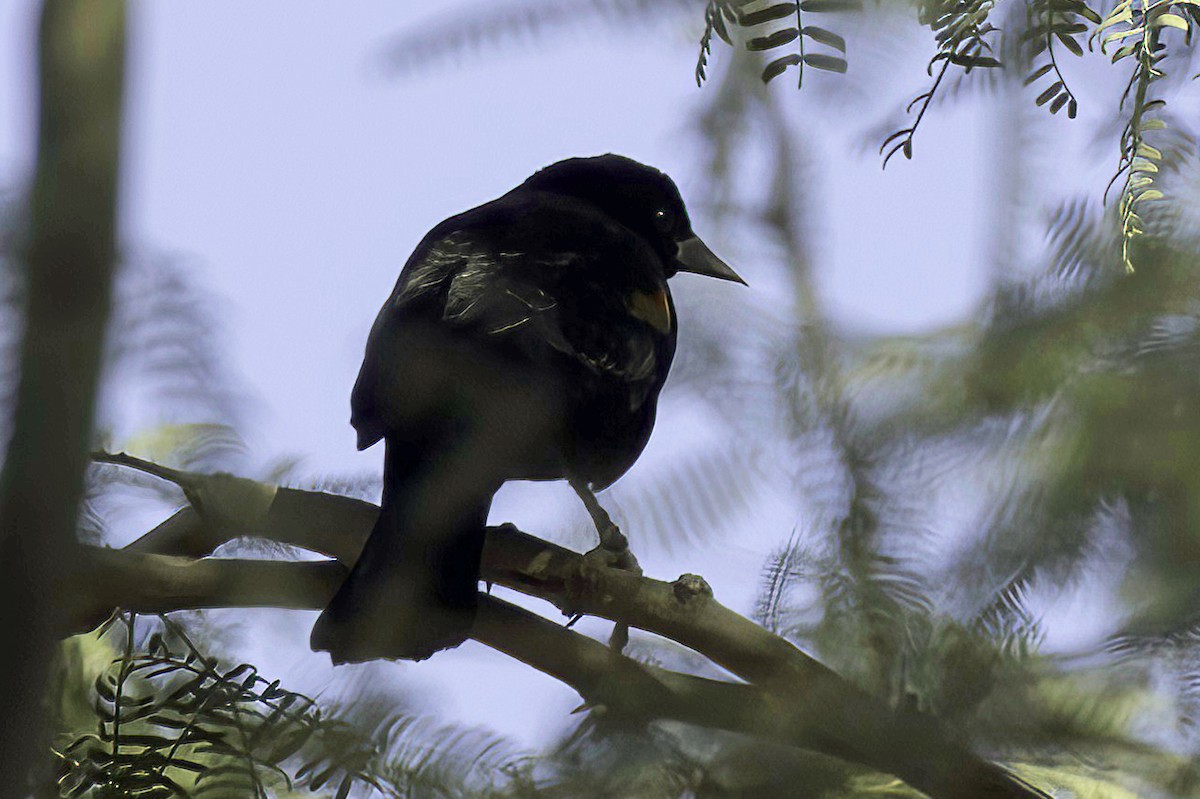 vlhovec červenokřídlý - ML647355997