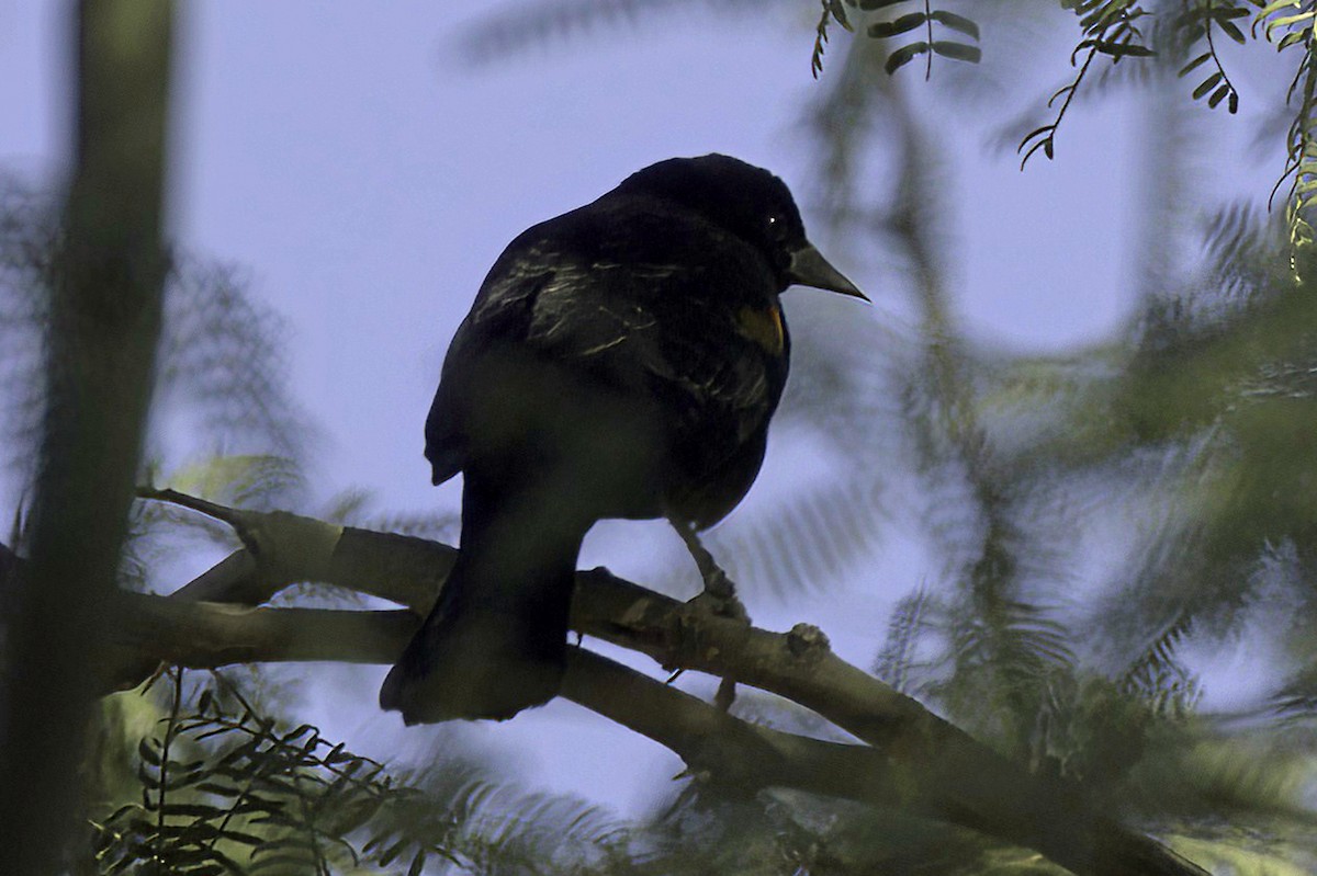 vlhovec červenokřídlý - ML647355998