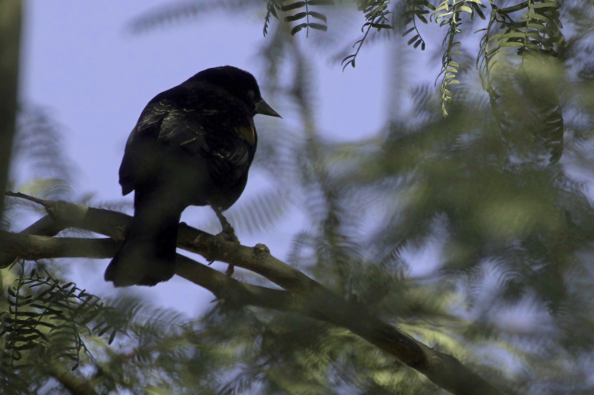 vlhovec červenokřídlý - ML647355999