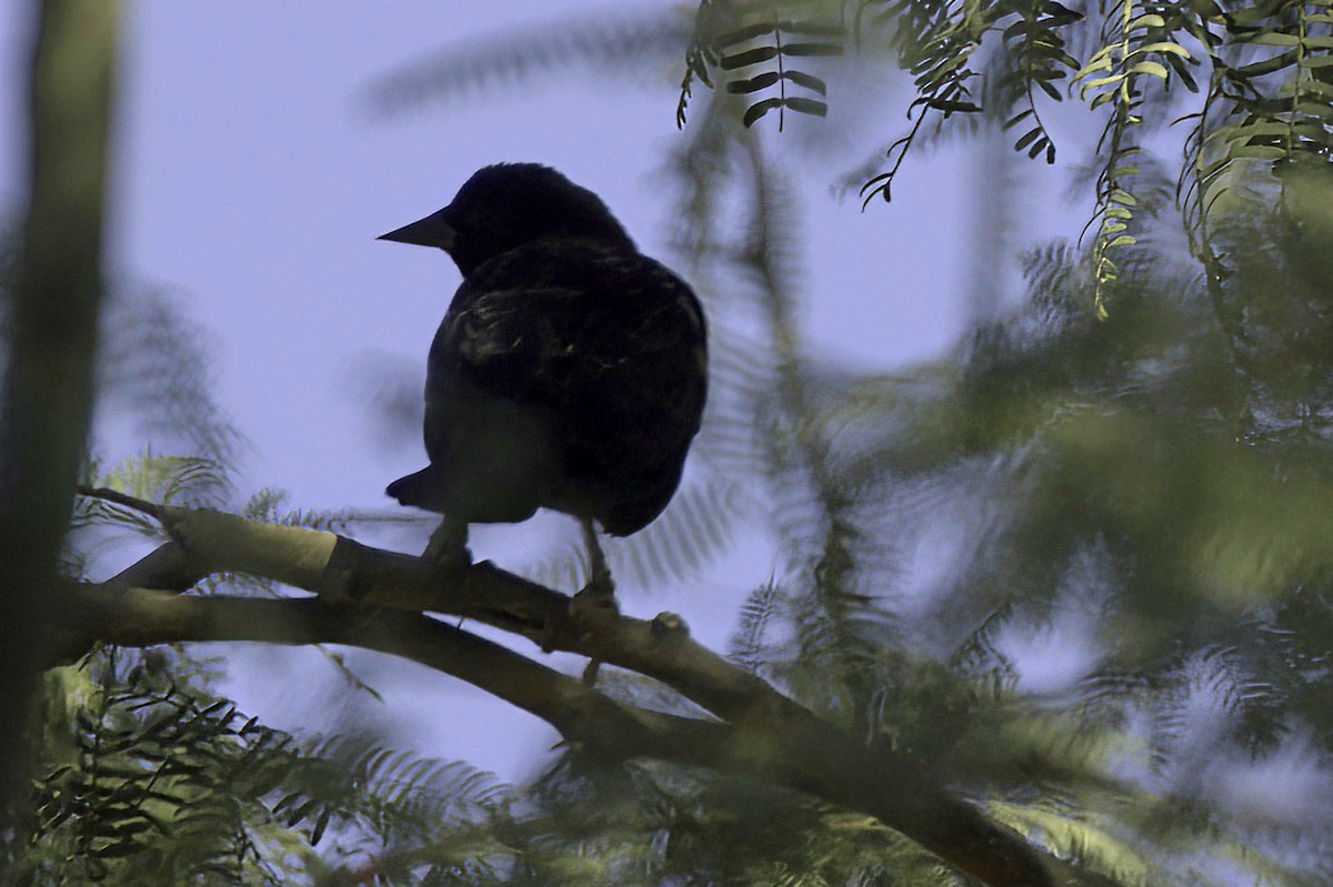 vlhovec červenokřídlý - ML647356000