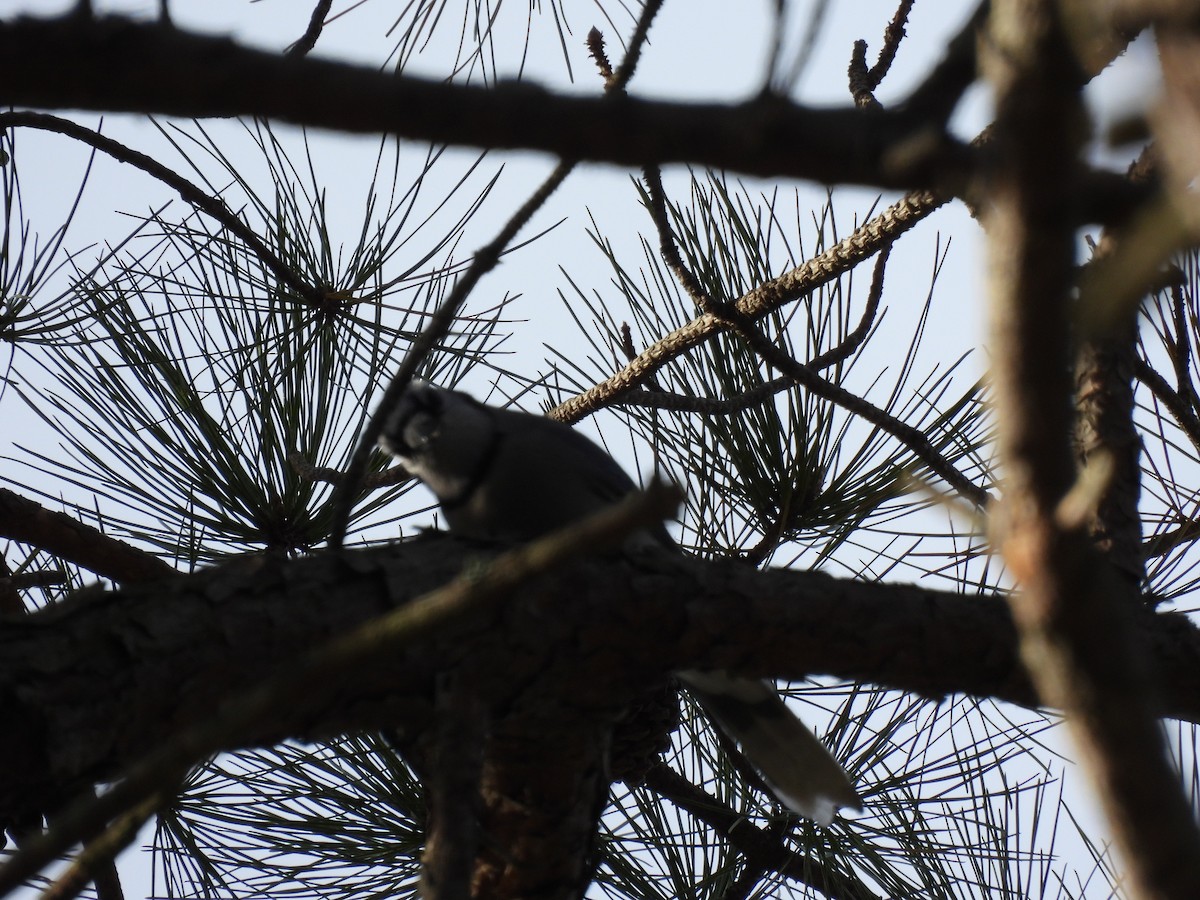 Blue Jay - ML647356001