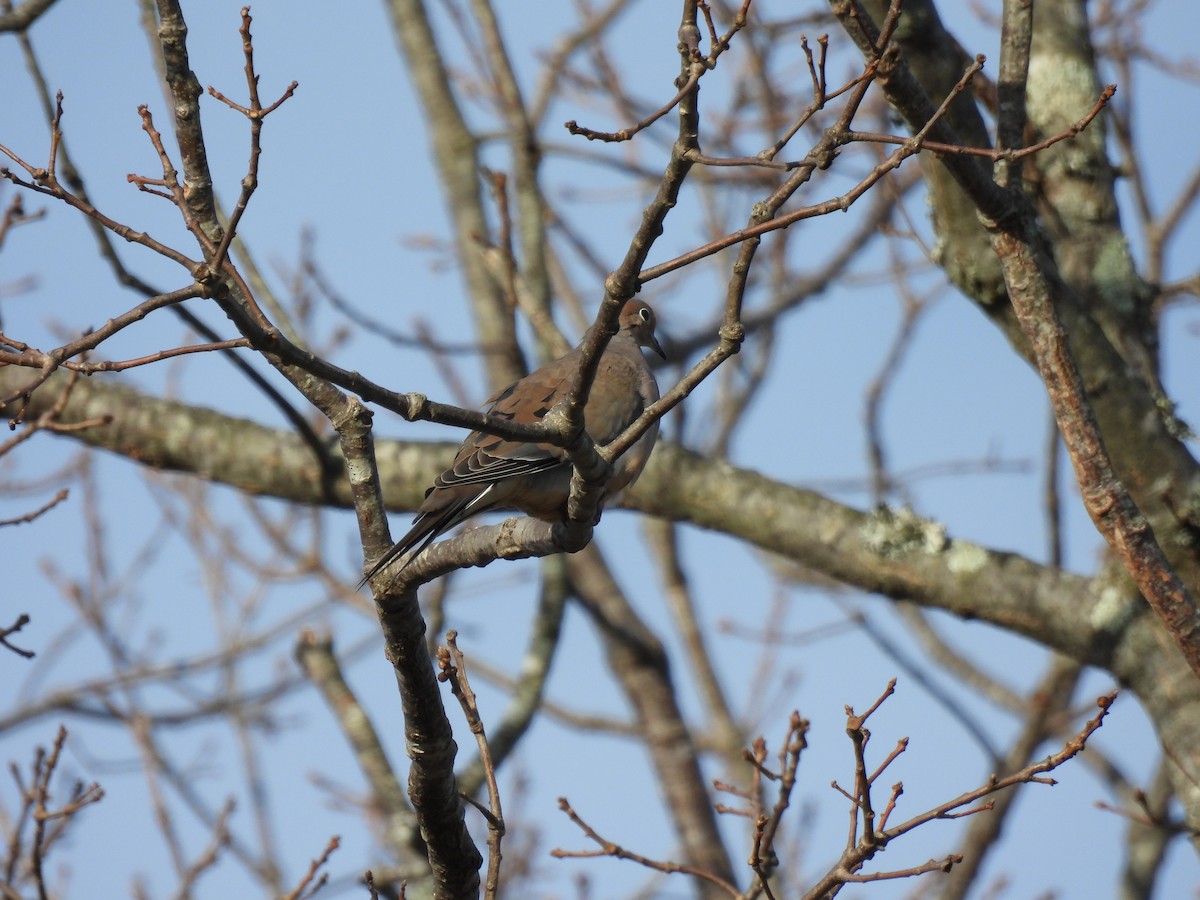 Mourning Dove - ML647356018