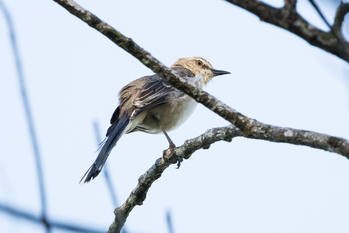 Northern Mockingbird - ML647356024