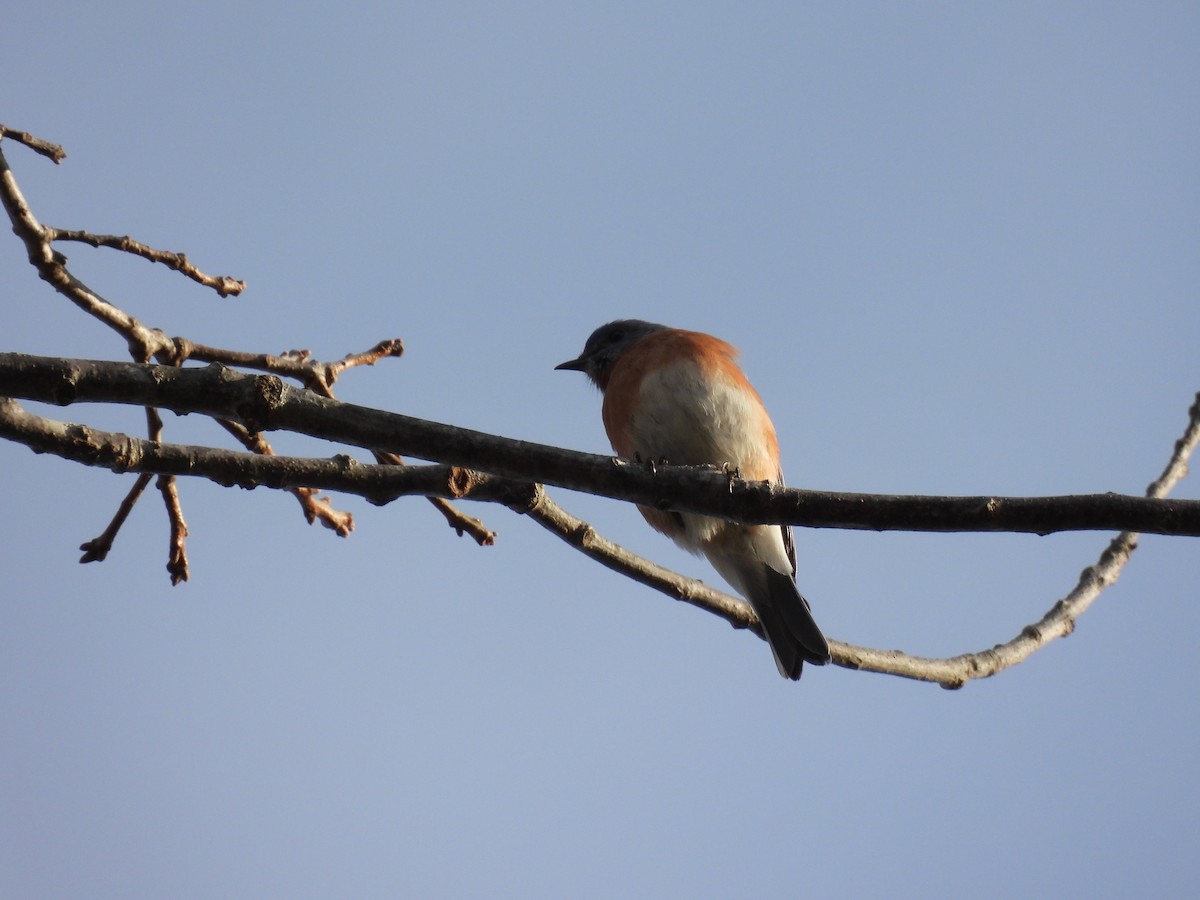Eastern Bluebird - ML647356029
