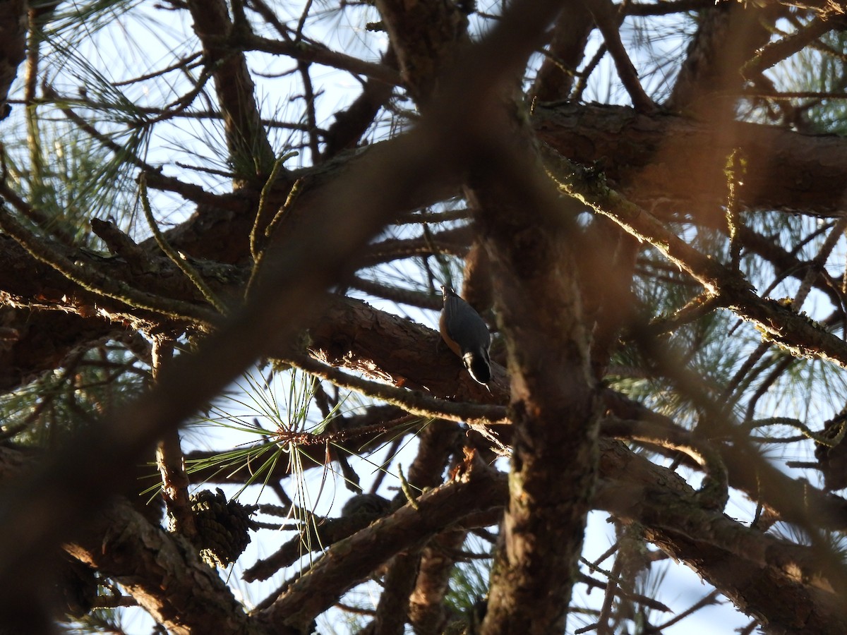 Red-breasted Nuthatch - ML647356062