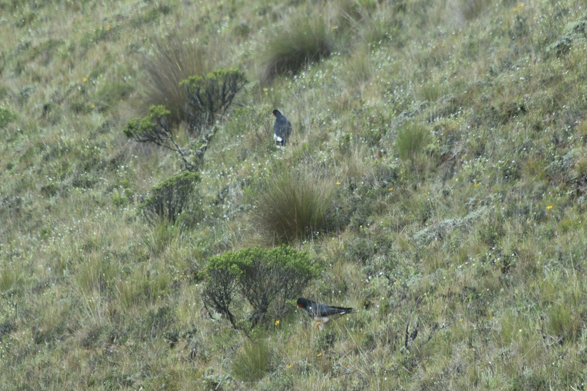 Mountain Caracara - ML647356063