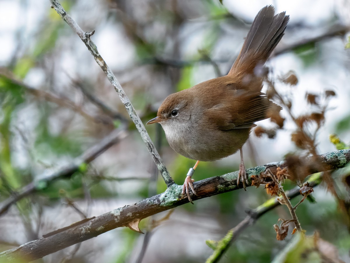 Seidensänger - ML647356064